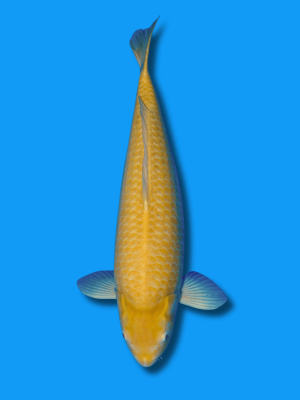 Akame Kigoi | Koi&Co.